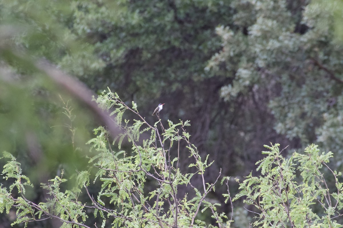 Violet-crowned Hummingbird - ML610571540