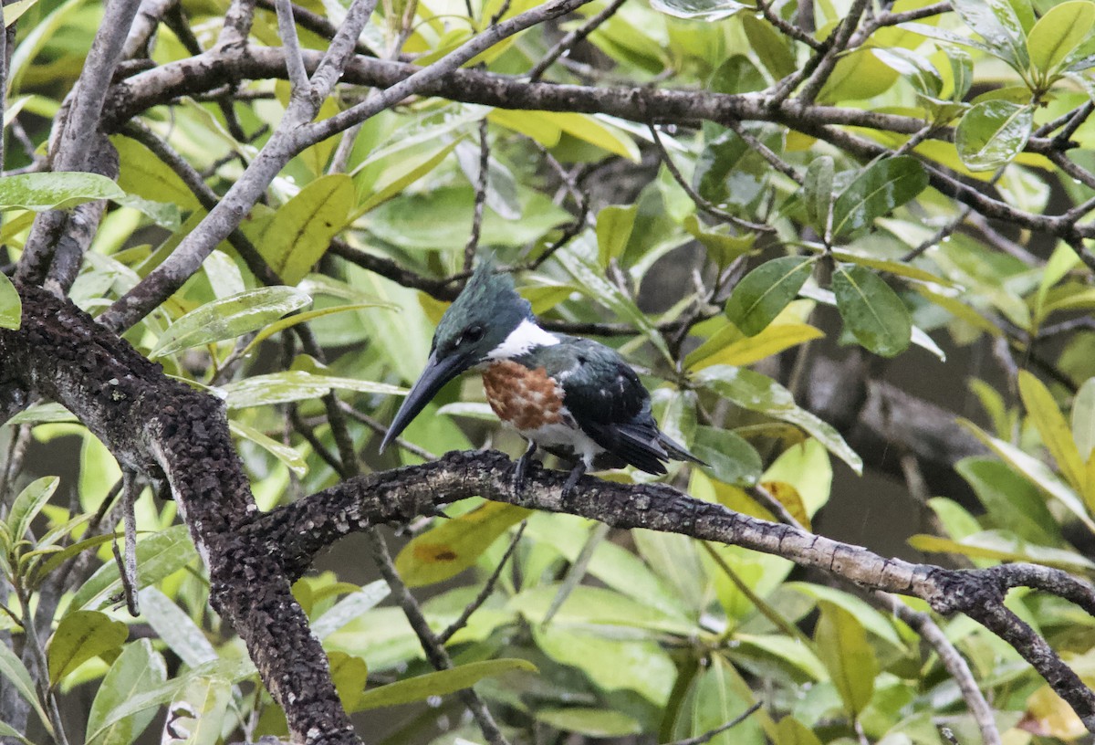 Amazon Kingfisher - Ken Havard