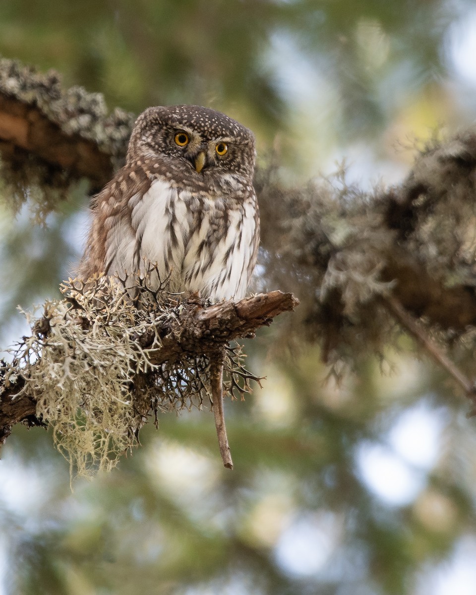 Eurasian Pygmy-Owl - ML610571638