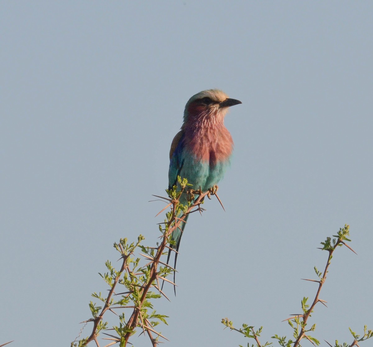 Lilac-breasted Roller - Andrew Mack