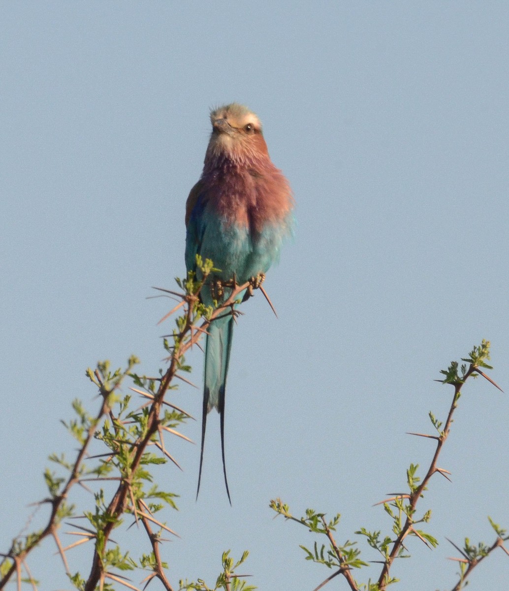 Lilac-breasted Roller - ML610571816