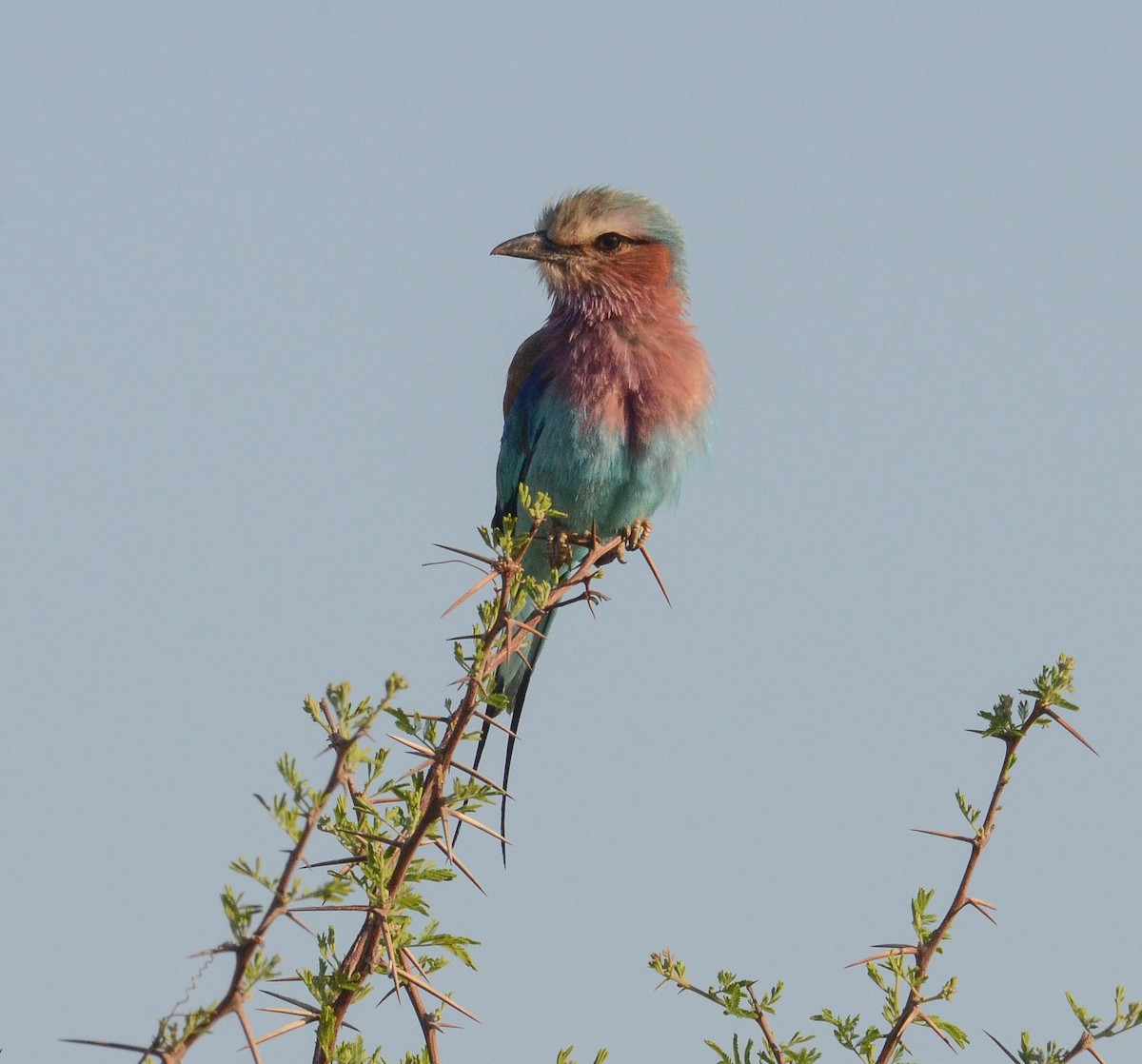 Lilac-breasted Roller - ML610571817