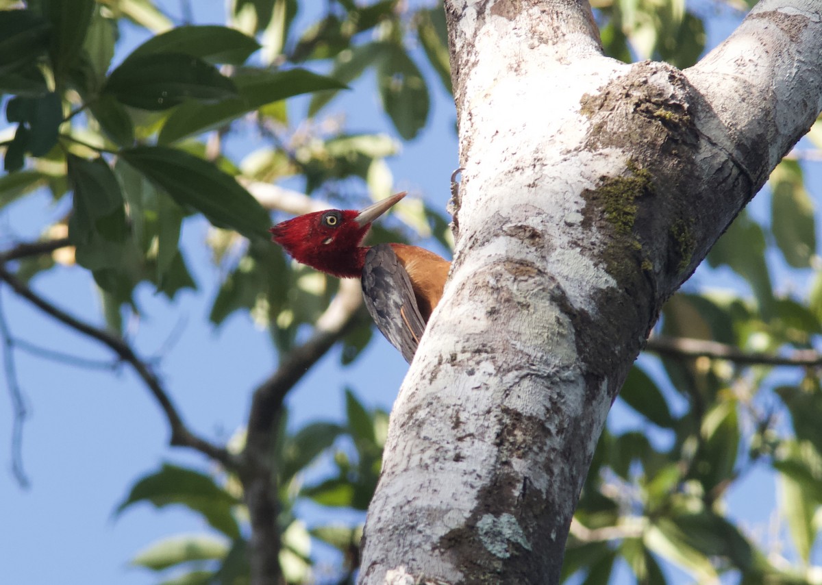 Red-necked Woodpecker - Ken Havard