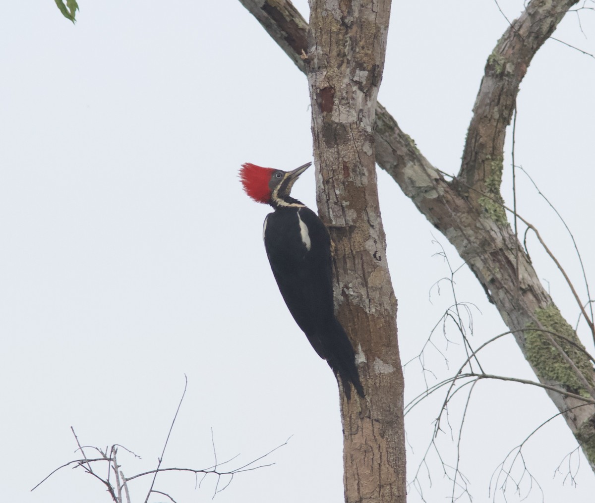 Lineated Woodpecker - Ken Havard
