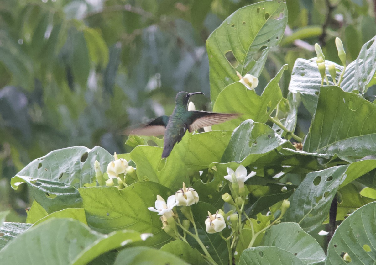 kolibřík tropický - ML610572065