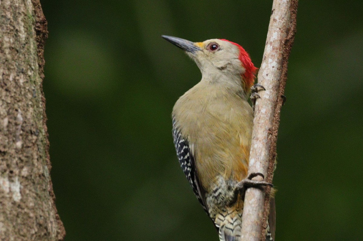 Golden-fronted Woodpecker - ML610572297