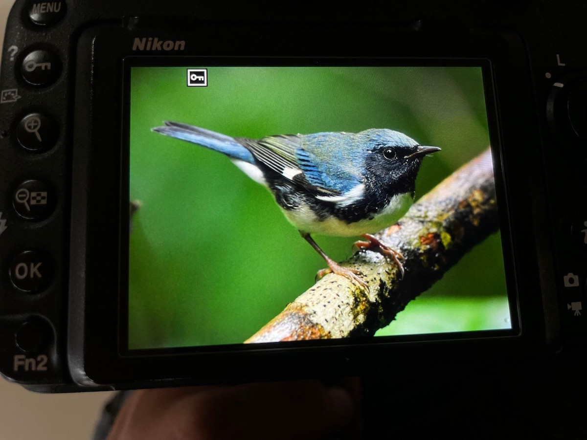 Black-throated Blue Warbler - ML610572371