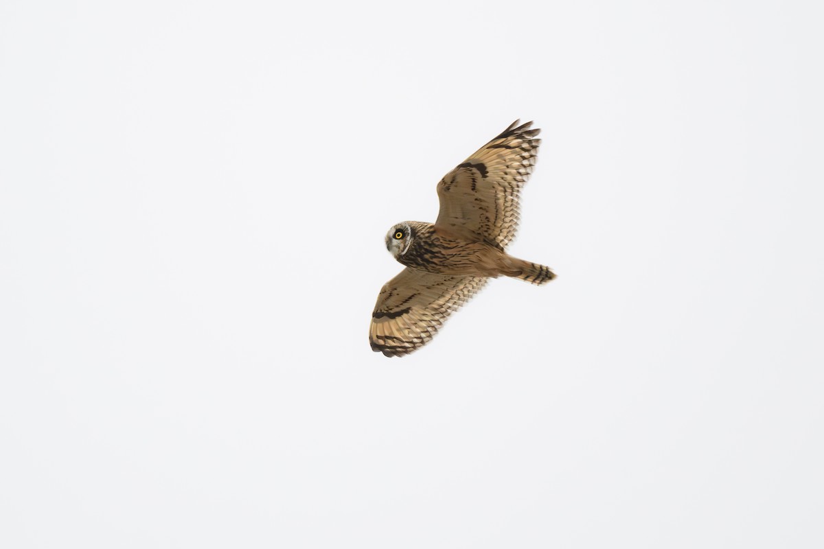 Short-eared Owl - ML610572389