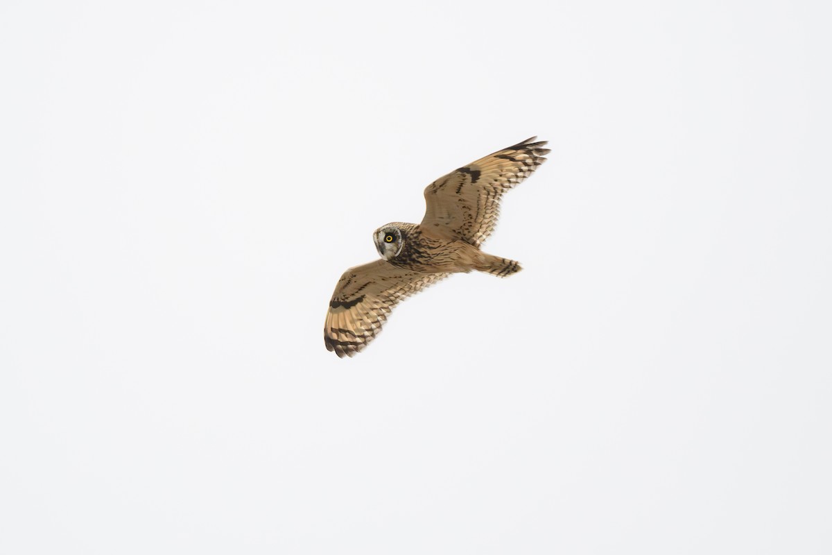 Short-eared Owl - ML610572402