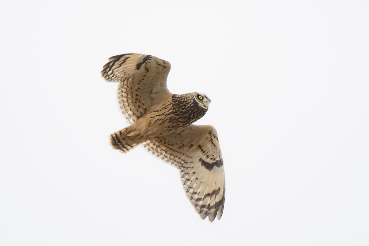 Short-eared Owl - ML610572504