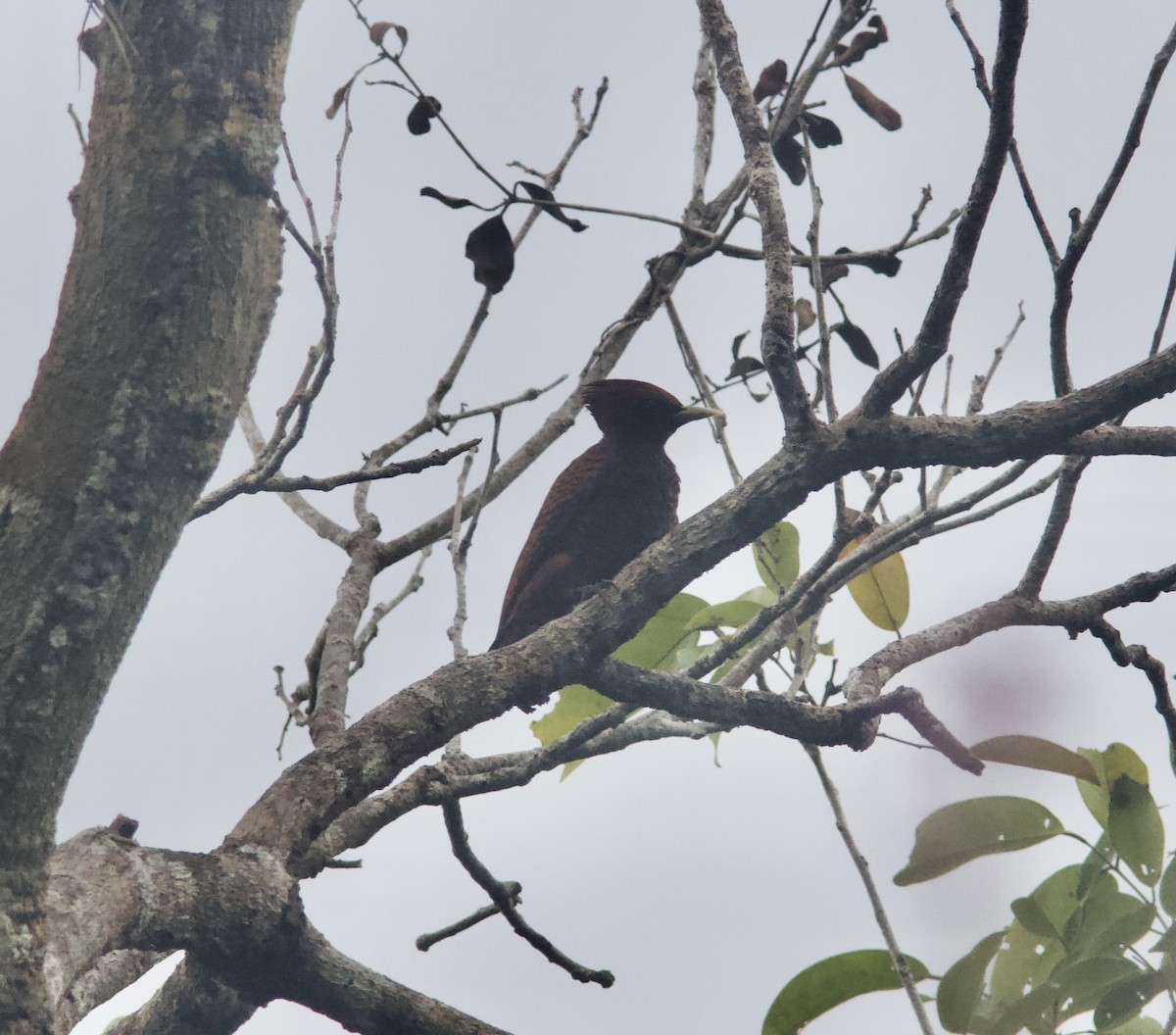Waved Woodpecker (Scale-breasted) - Ken Havard