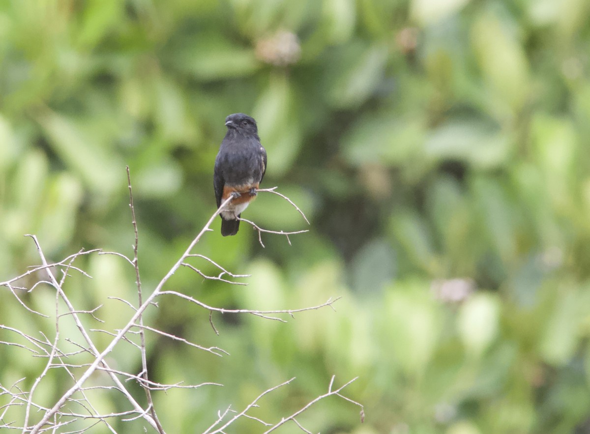 Swallow-winged Puffbird - Ken Havard