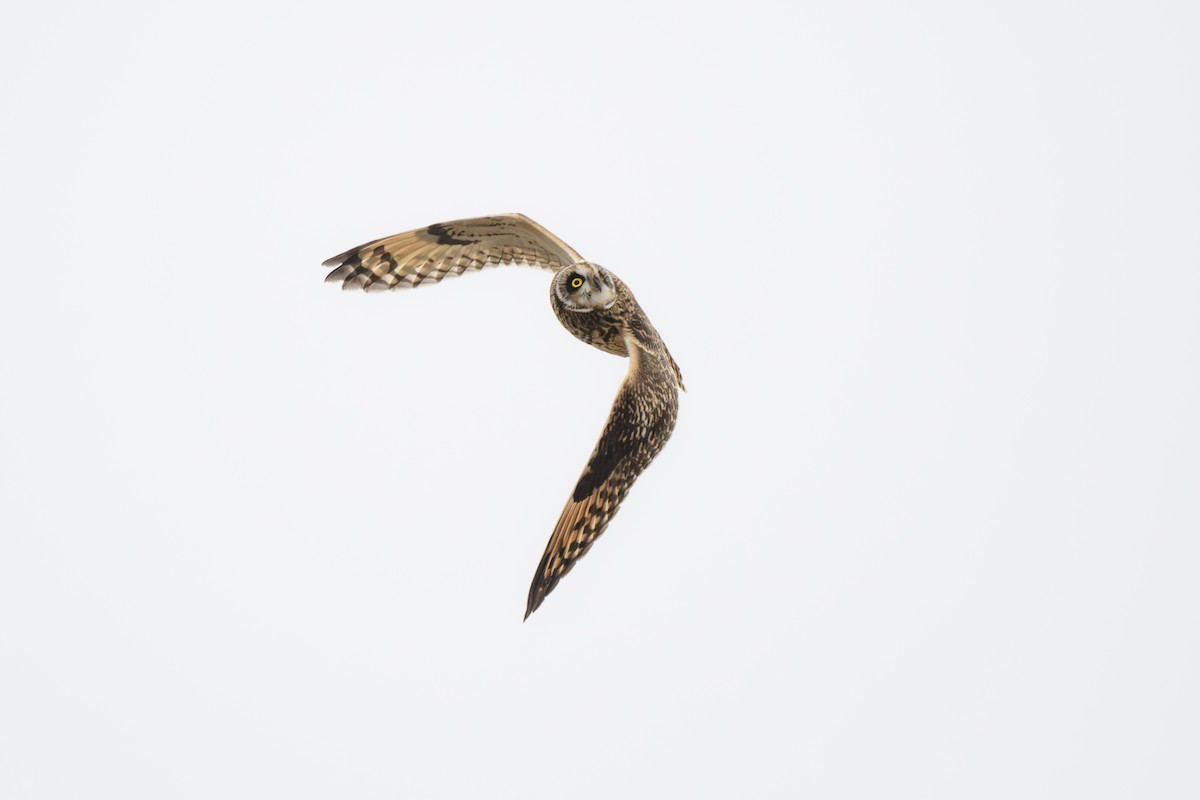 Short-eared Owl - ML610572583