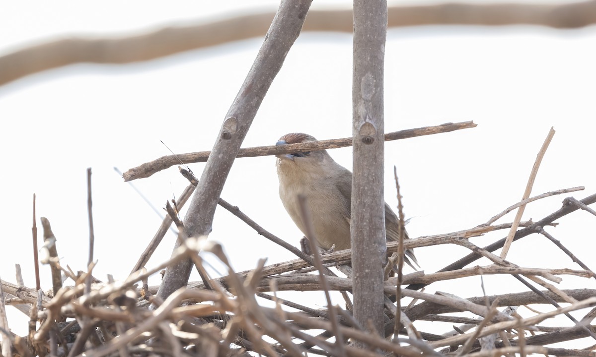 Rufous-fronted Thornbird (Rufous-fronted) - ML610572710