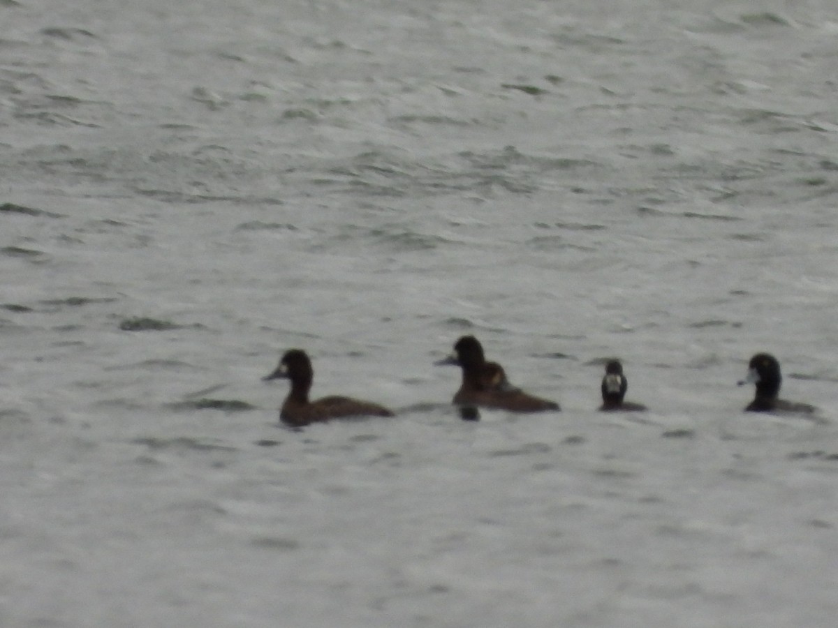 Greater Scaup - ML610573039