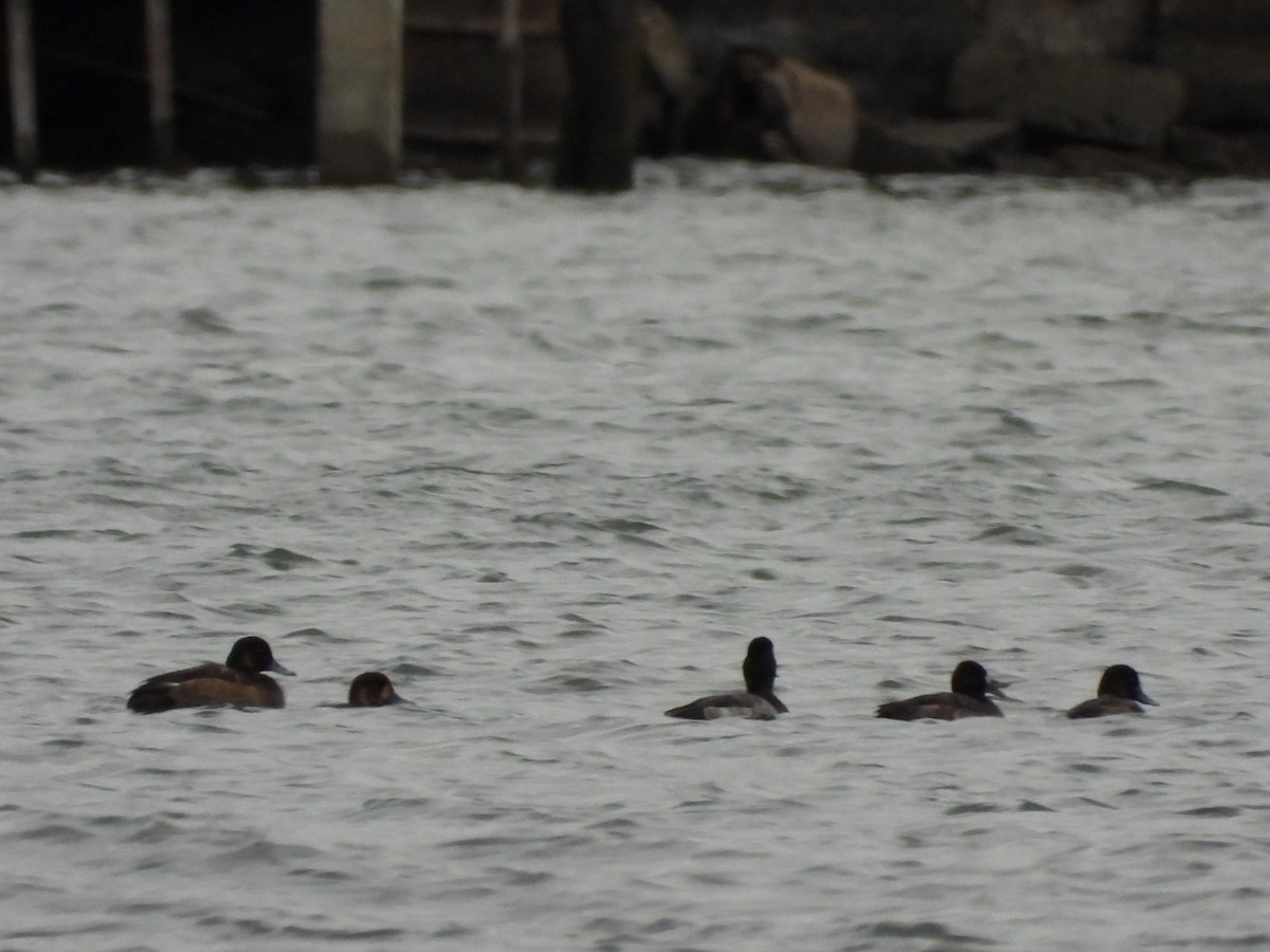 Greater Scaup - ML610573040