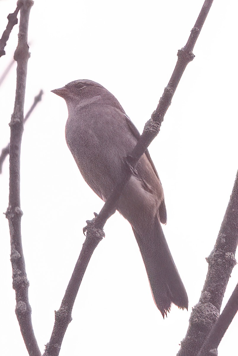 eBird Checklist 27 Oct 2023 Arboretum, Parcs de la Frayère et des