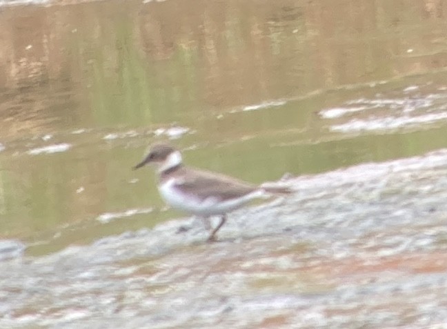 small plover sp. - Dylan Thomas