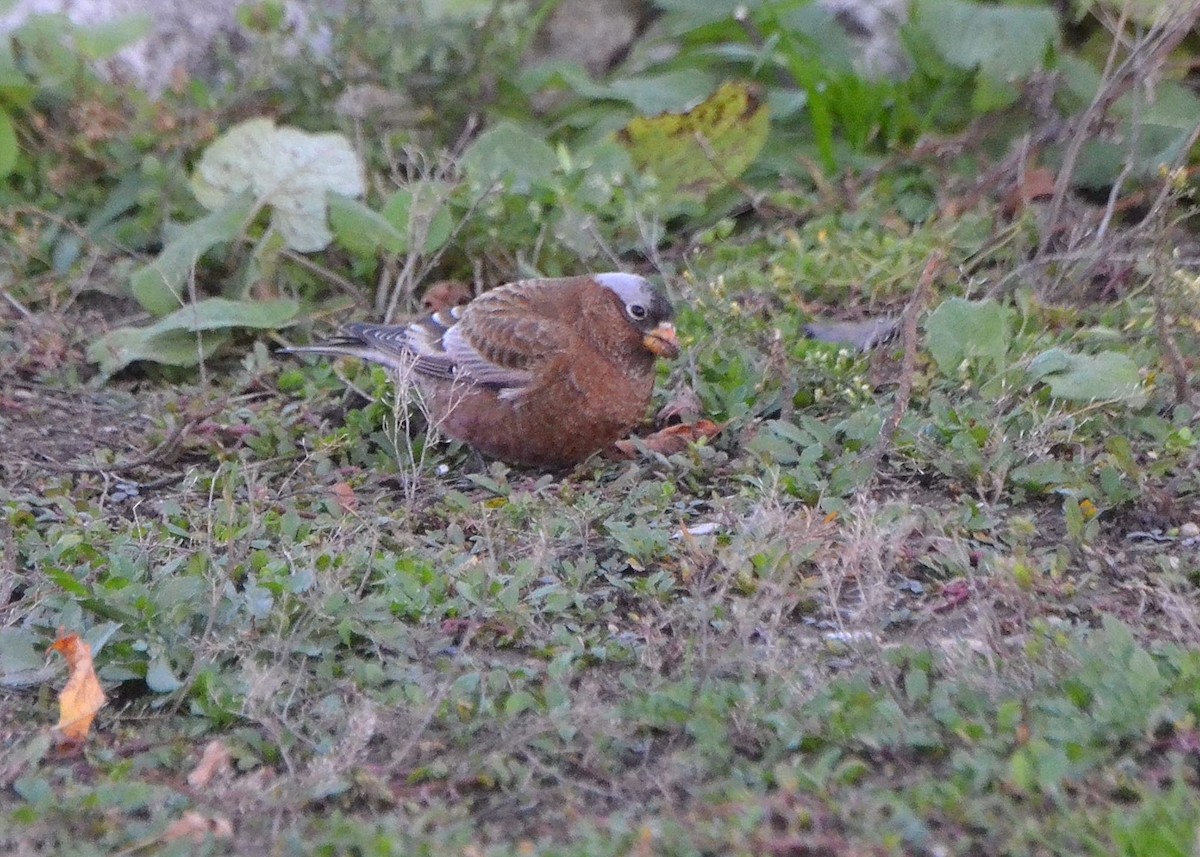 Gray-crowned Rosy-Finch - ML610573492