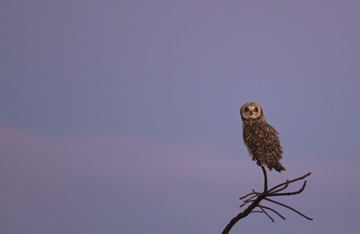 Short-eared Owl - ML610573546