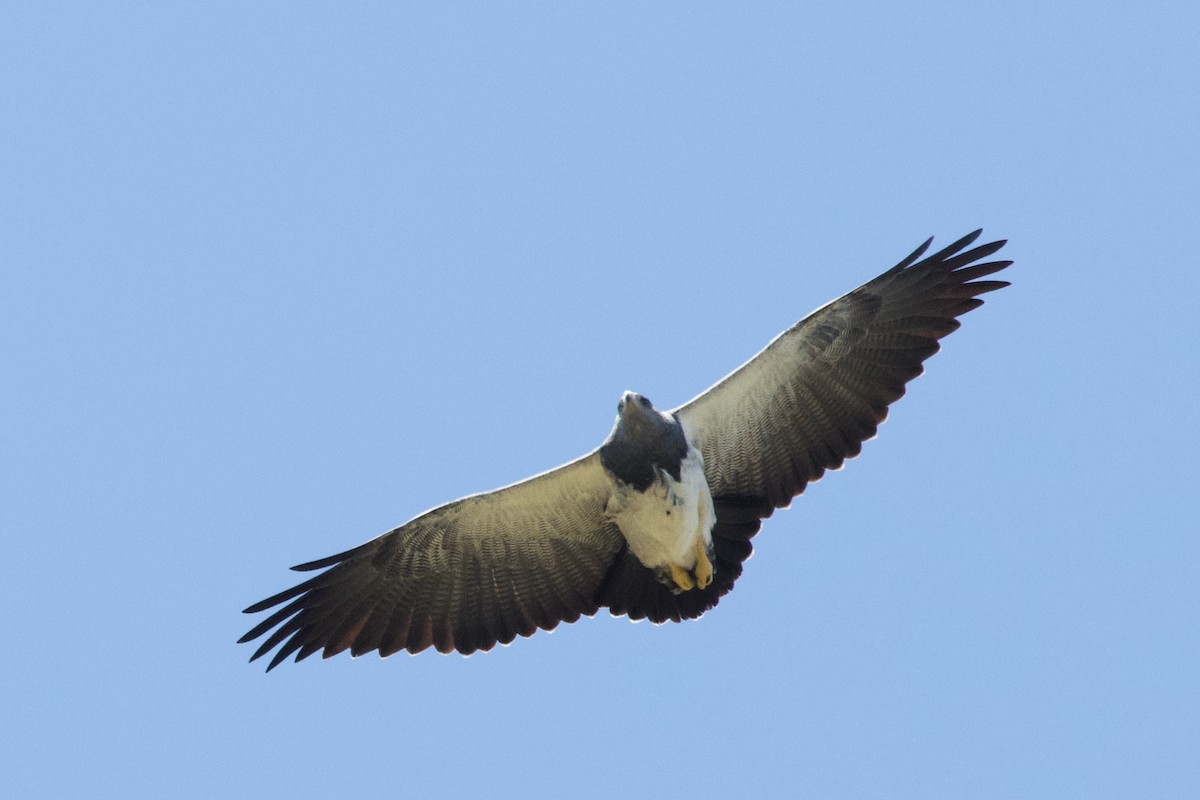 Black-chested Buzzard-Eagle - ML610573580