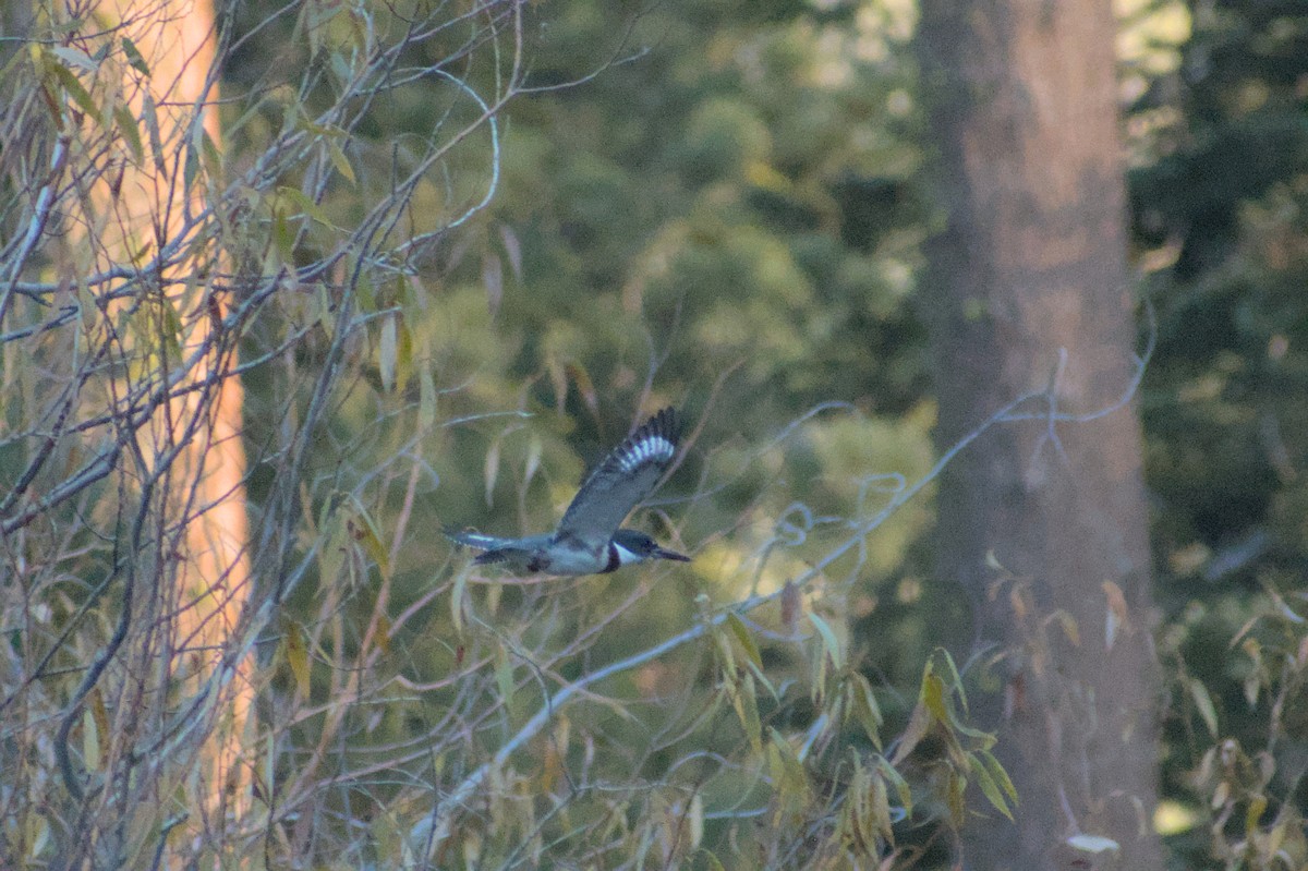 Belted Kingfisher - ML610573614