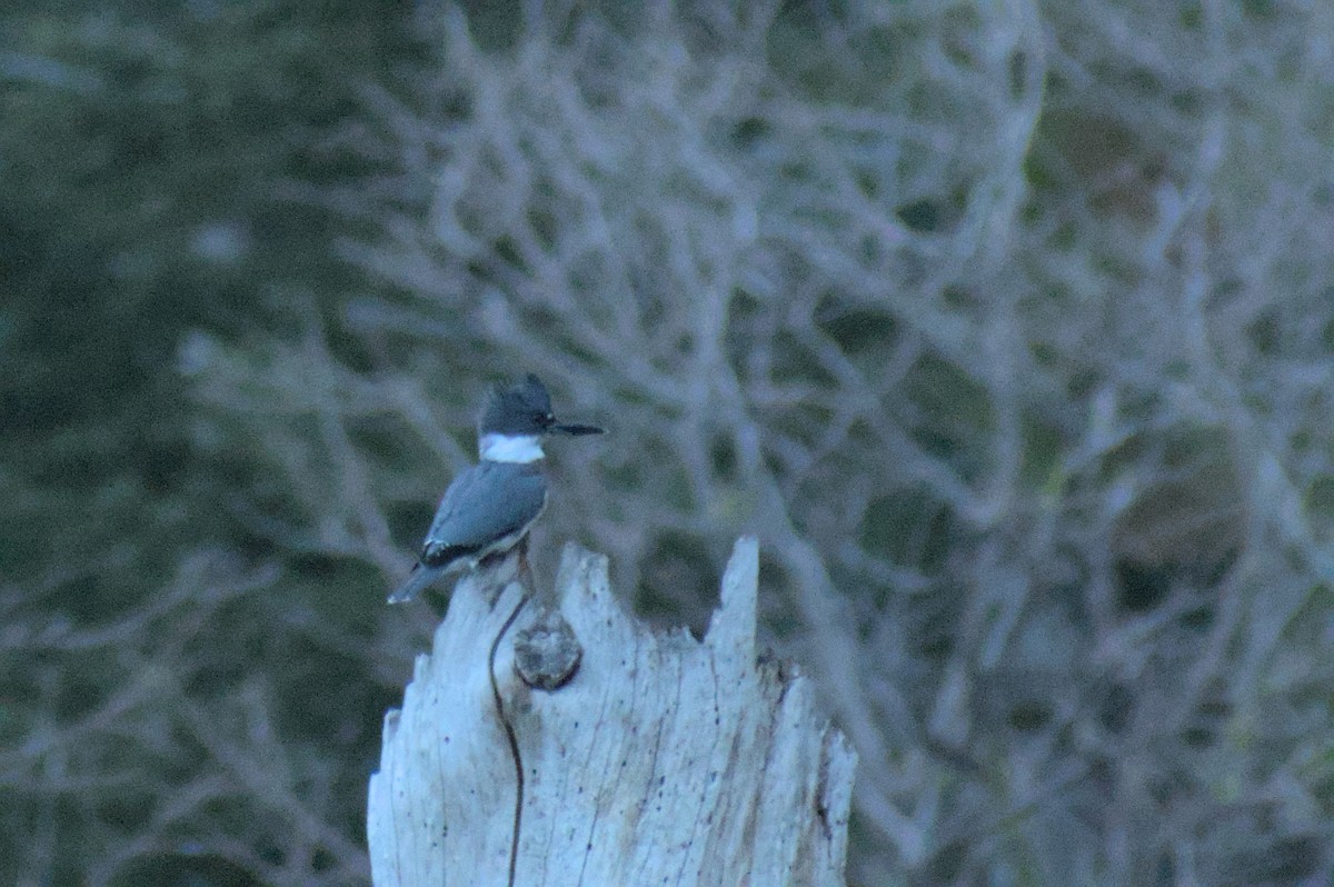 Belted Kingfisher - ML610573616
