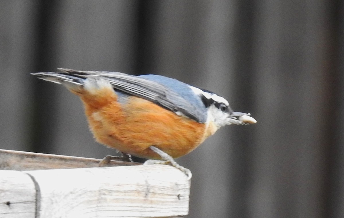 Red-breasted Nuthatch - ML610573687
