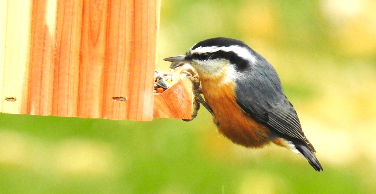 Red-breasted Nuthatch - ML610573688
