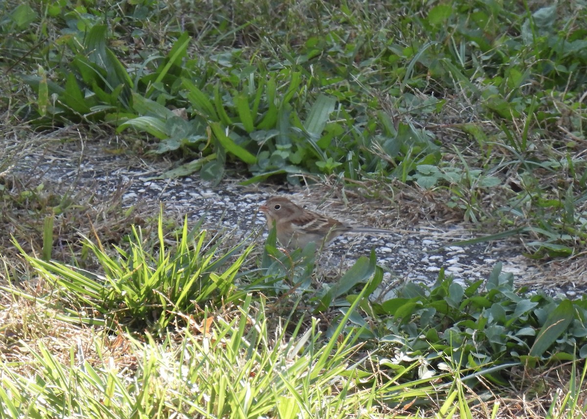 Field Sparrow - ML610573904