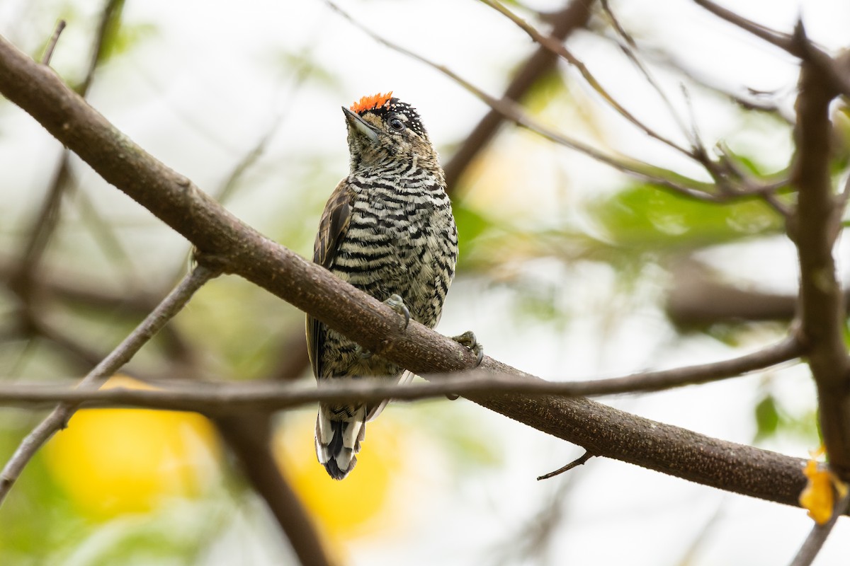 White-barred Piculet - Tomaz Melo