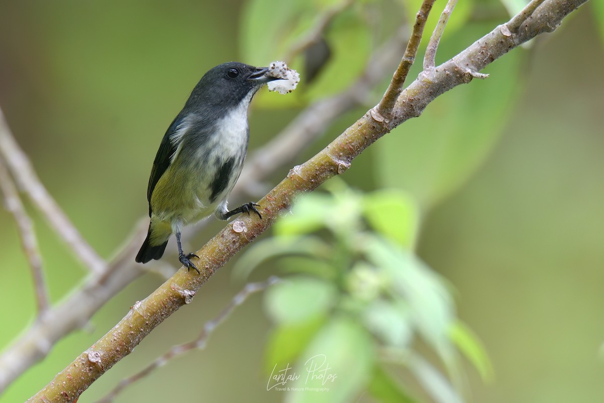 Pygmy Flowerpecker - Allan Barredo
