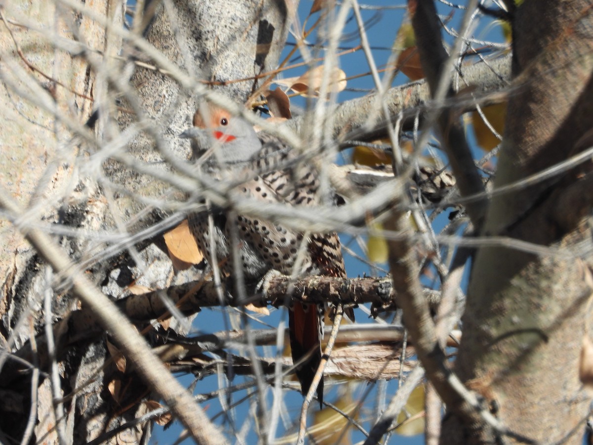 Northern Flicker (Red-shafted) - ML610574154