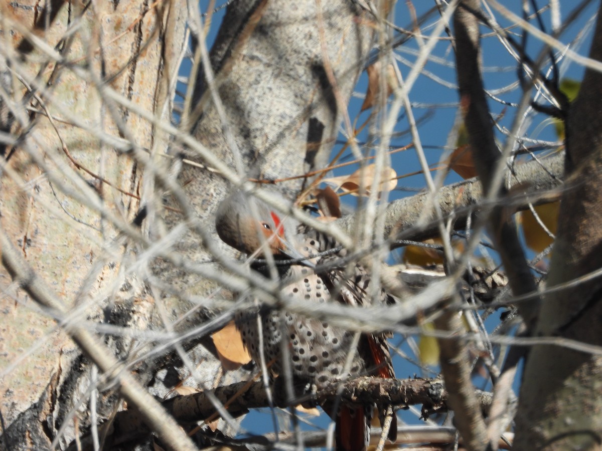 Northern Flicker (Red-shafted) - ML610574155