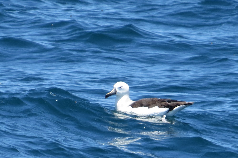 Atlantic Yellow-nosed Albatross - ML610574184