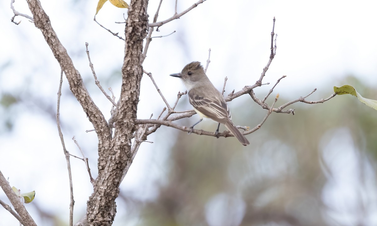 Brown-crested Flycatcher (South American) - ML610574363