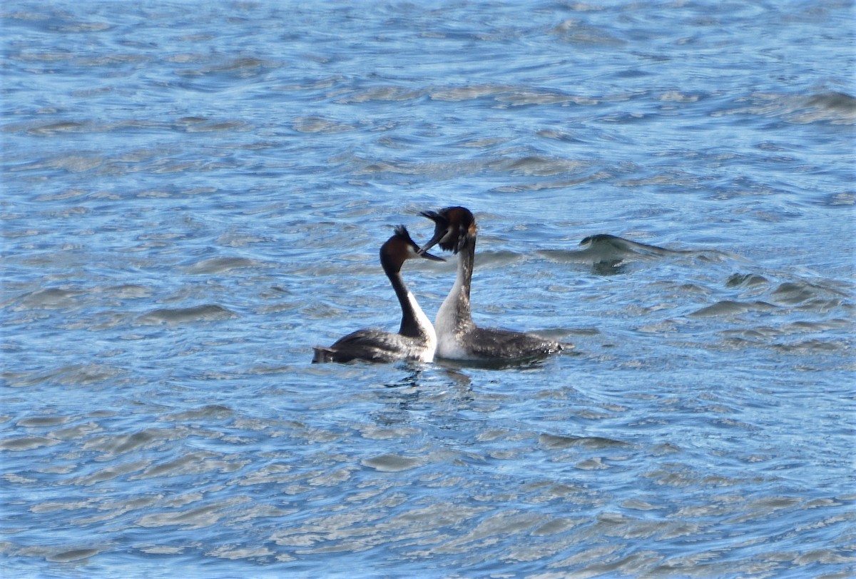 Great Crested Grebe - ML610574479