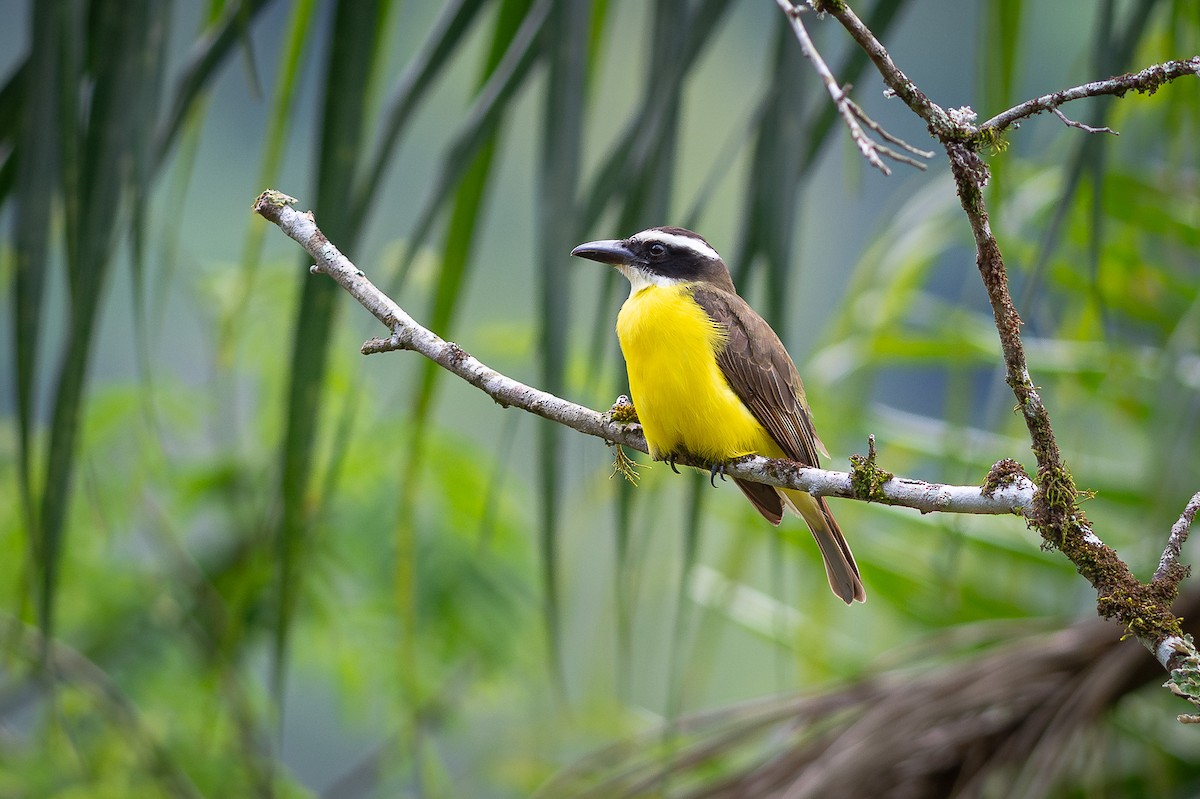 Boat-billed Flycatcher - Mateus  R. Giotto