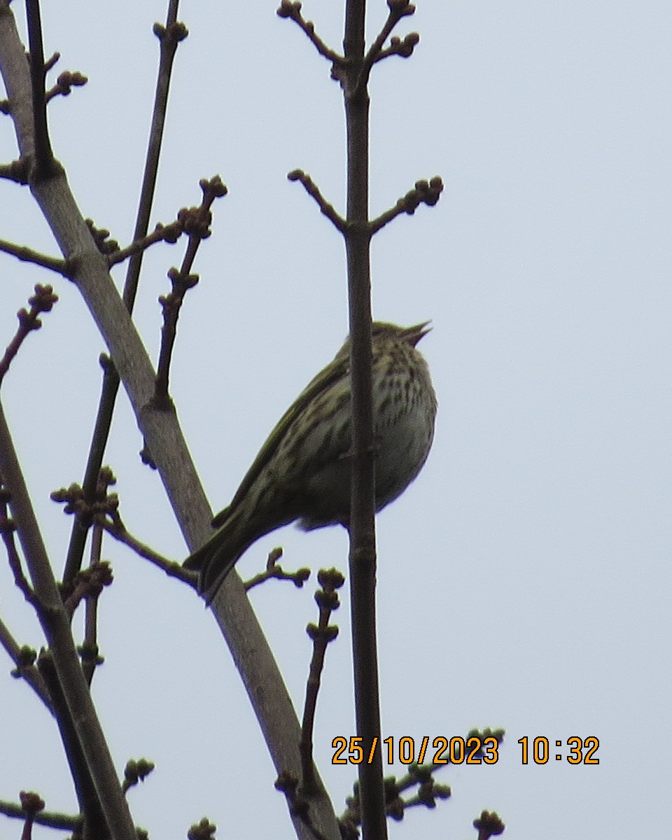 Ebird Checklist Oct Bentley Nature Preserve Species