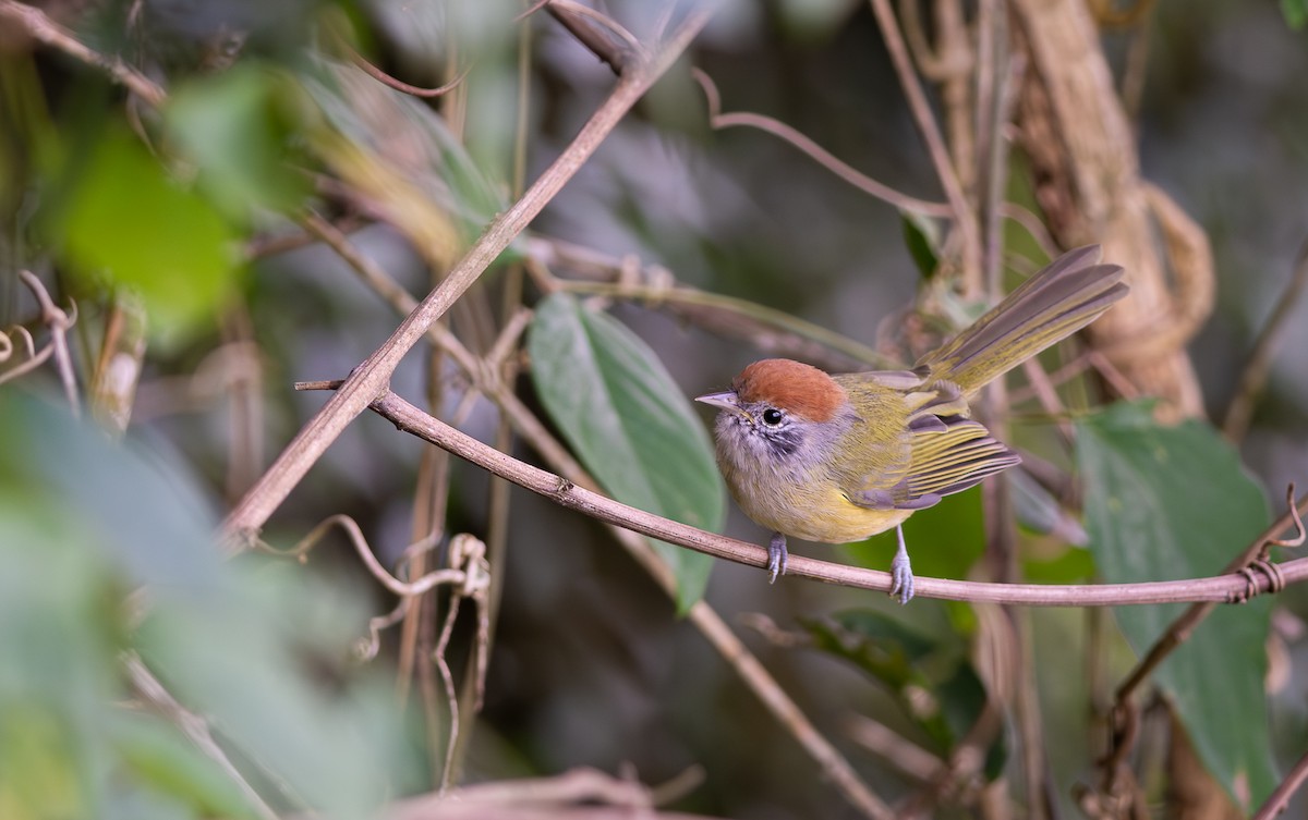 Rufous-crowned Greenlet - Mateus  R. Giotto