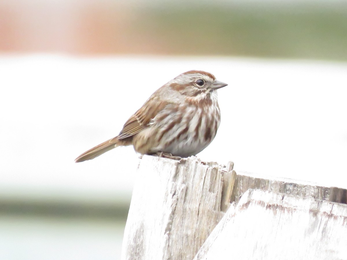 Song Sparrow - Barb Thomascall