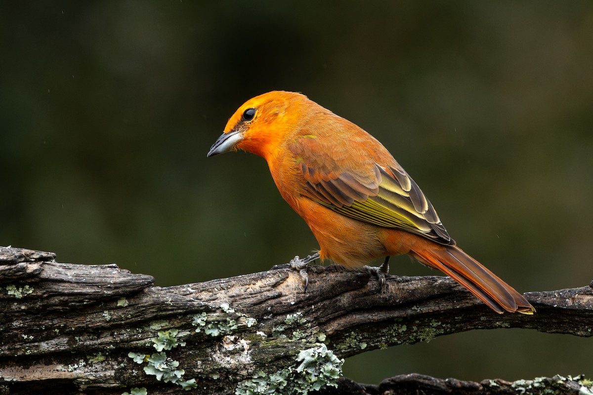 Hepatic Tanager - ML610575178