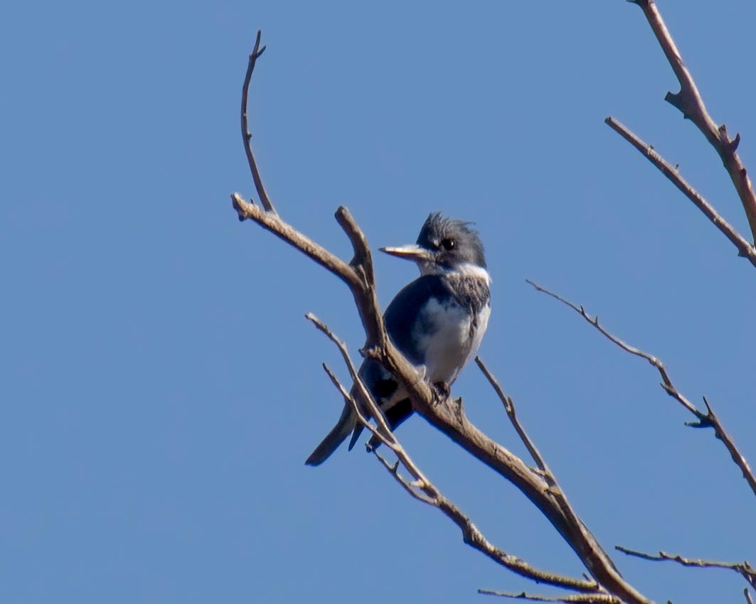 Belted Kingfisher - ML610575695
