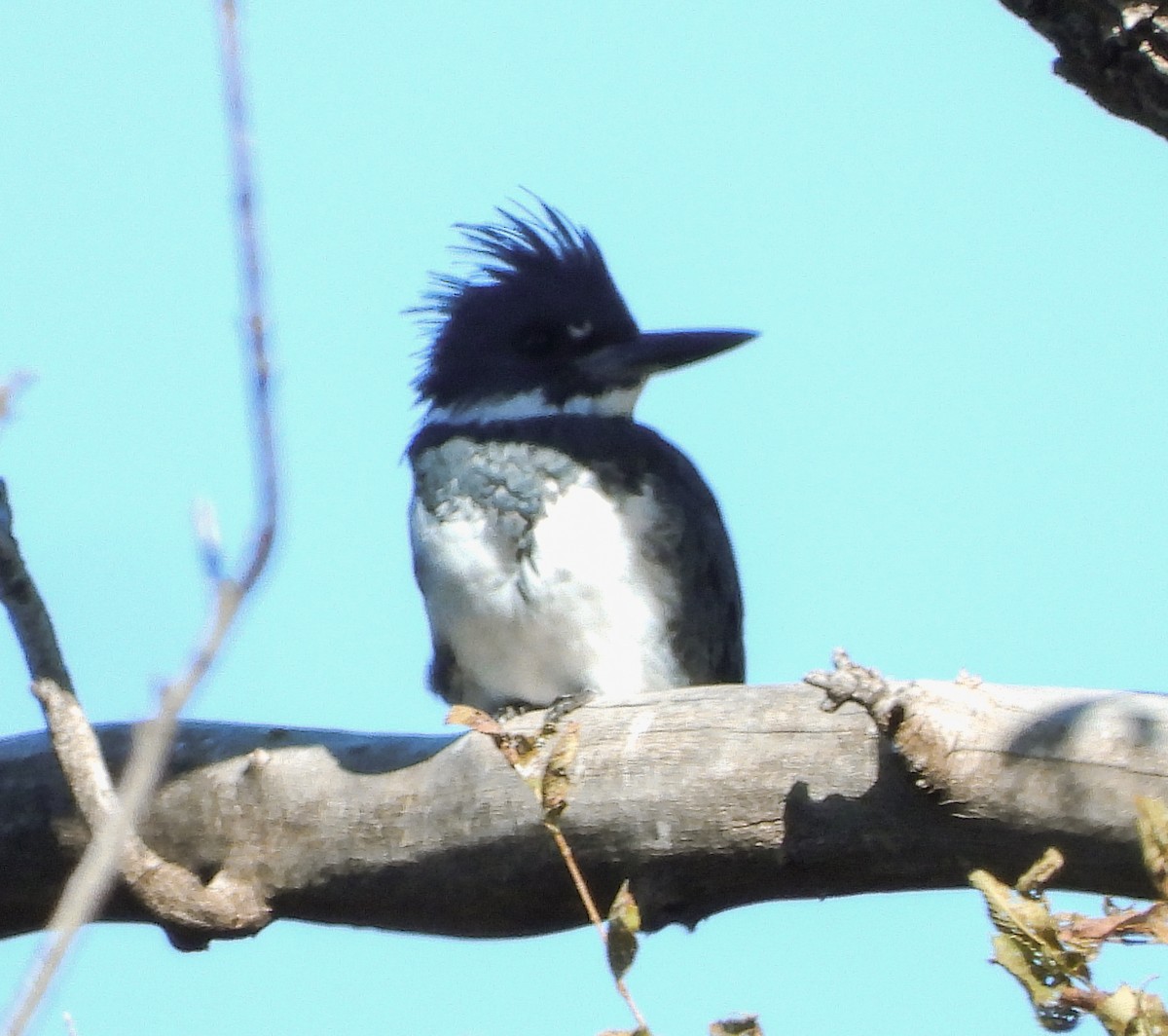 Belted Kingfisher - ML610575698