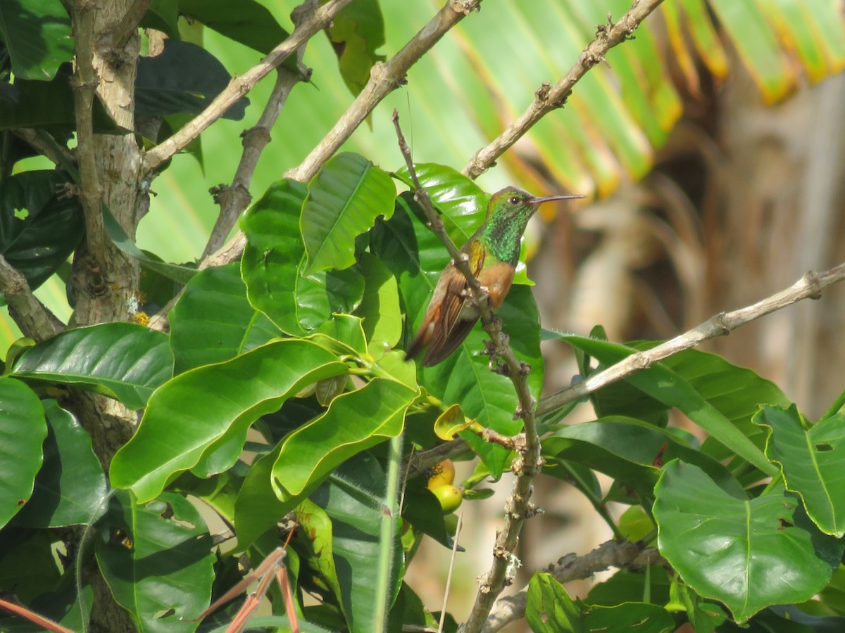 Chestnut-bellied Hummingbird - ML610576058