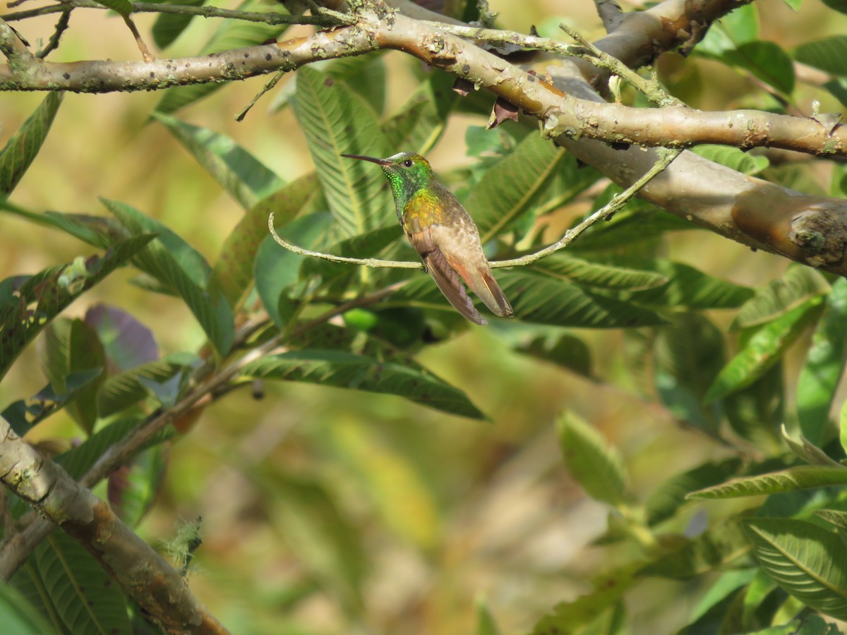 Kestane Karınlı Kolibri - ML610576059