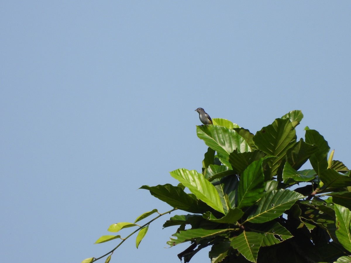 Halmahera Flowerpecker - ML610576062
