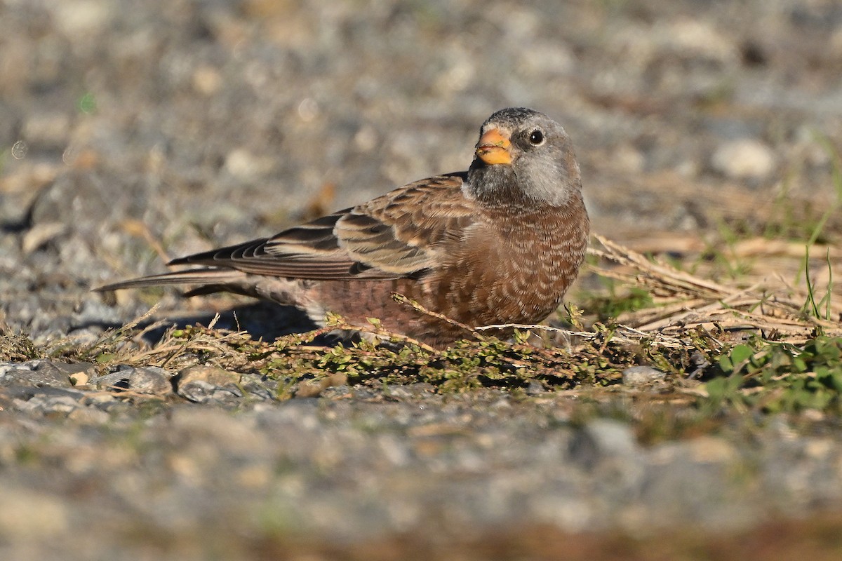 Gray-crowned Rosy-Finch - ML610576305