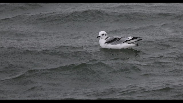 Mouette tridactyle - ML610576432