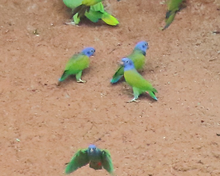Blue-headed Parrot - ML610576485